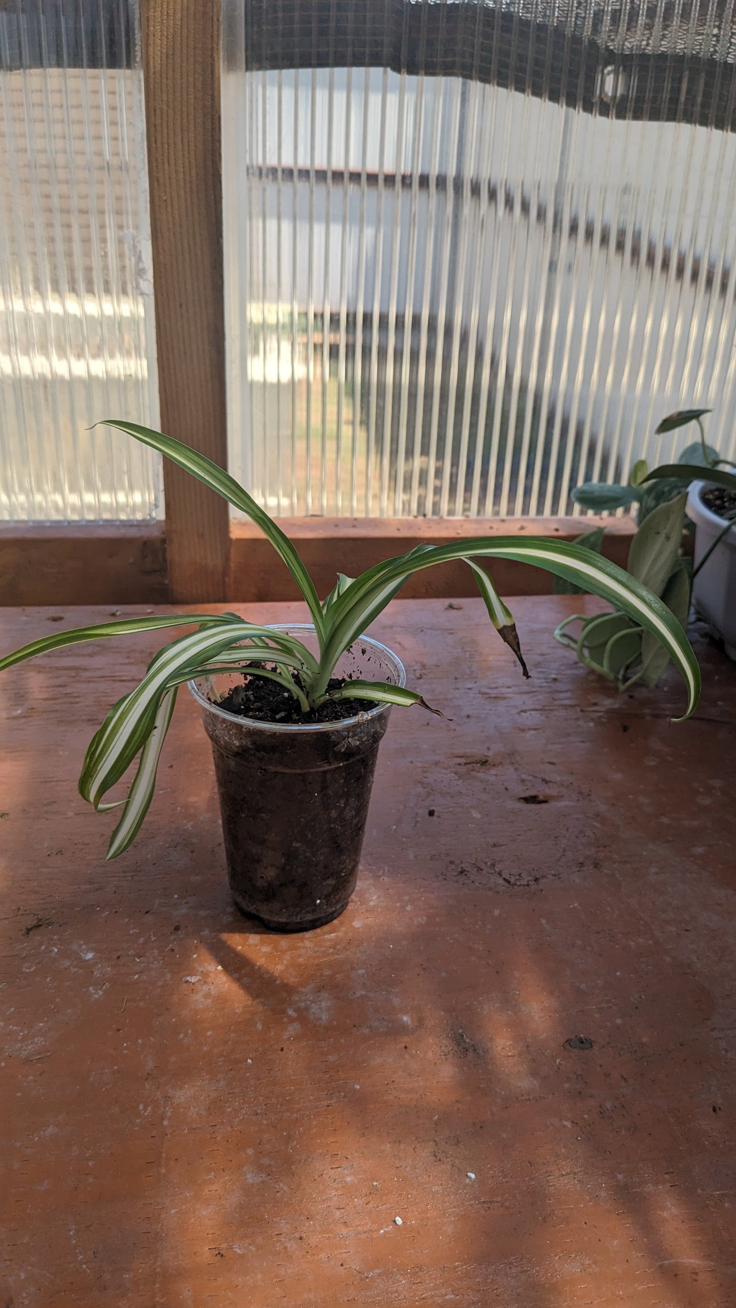 Variegated Spider Plant