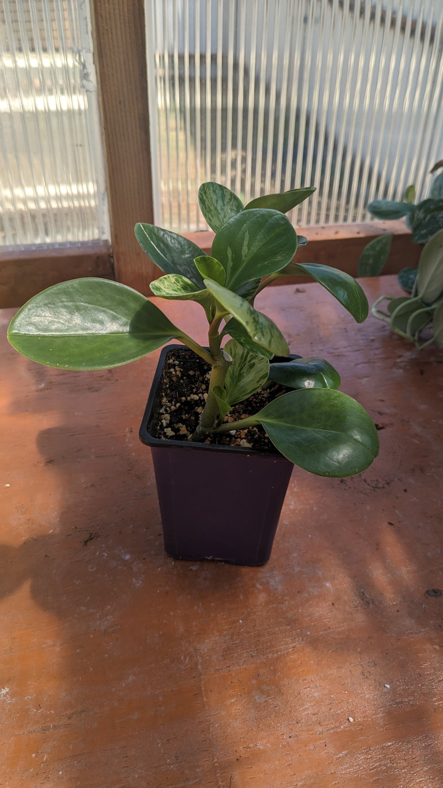 Peperomia Obtusifolia