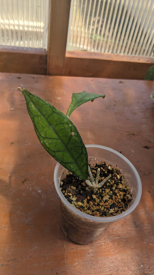 Hoya Finlaysonii 'Big Leaf'