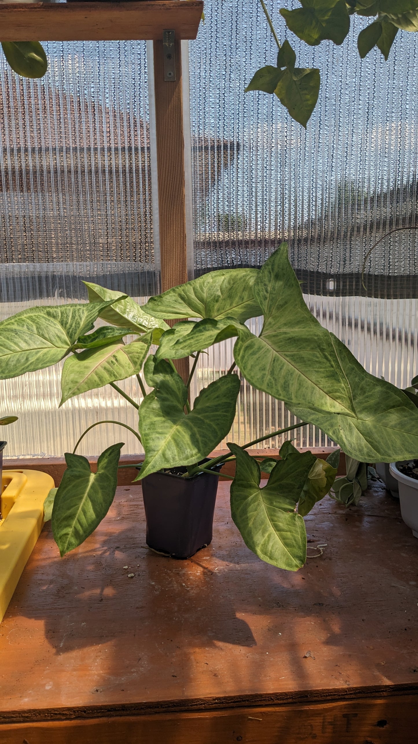 Syngonium Podophyllum 'Cream Allusion'