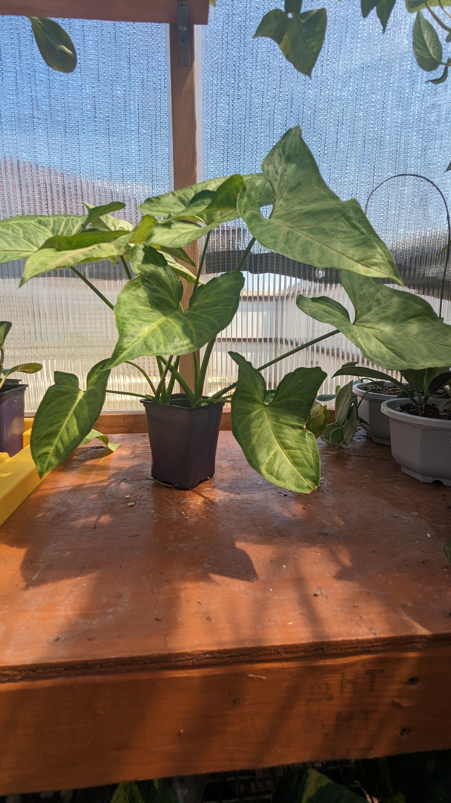 Syngonium Podophyllum 'Cream Allusion'