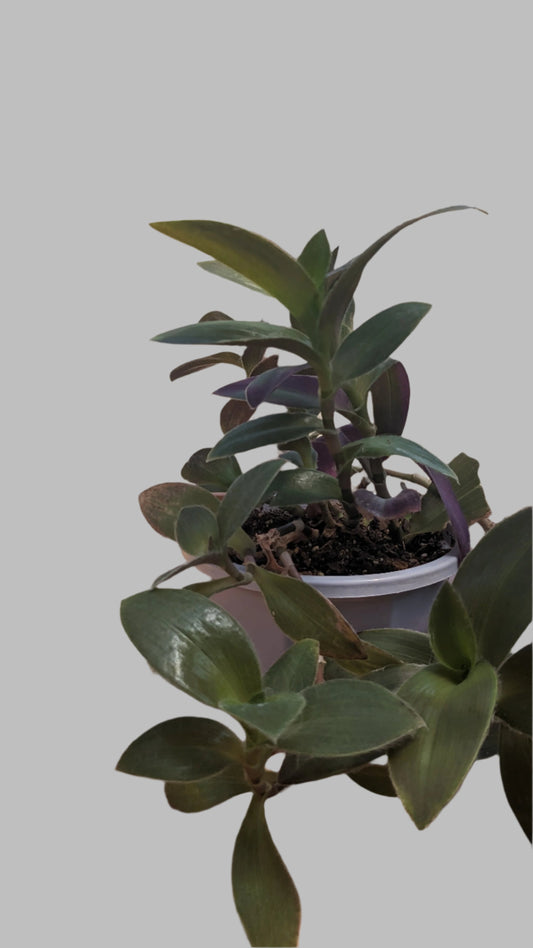 Tradescantia Pallida 4" Pot