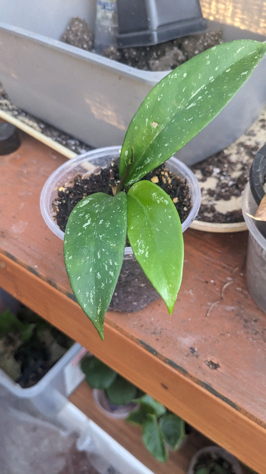 Hoya Pubicalyx 4" pot